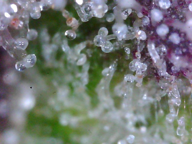 Macro420-3.jpg.4cf2155dab33d2417a74d822a3c2b66c.jpg