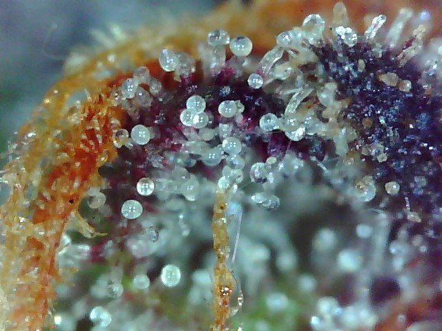 Macro420-4.jpg.4ced7e5370176a6083c26cd637247295.jpg