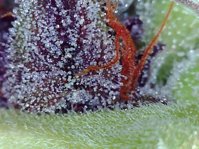 Macro420-5.jpg.3602ff40e7a490968f82901565cad1c1.jpg