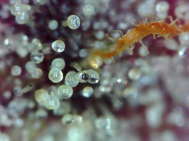 Macro420-6.jpg.3095158b12f55439435e0e7de612dd88.jpg