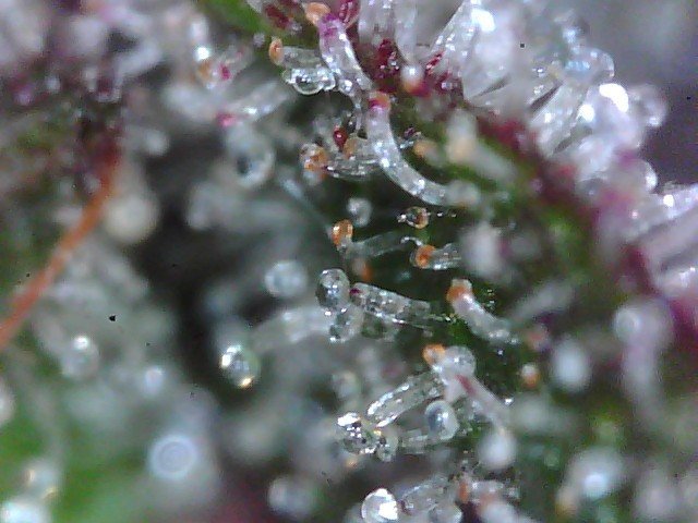 Macro420-7.jpg.86392d857d4eae8165f38bf3b5c3af86.jpg