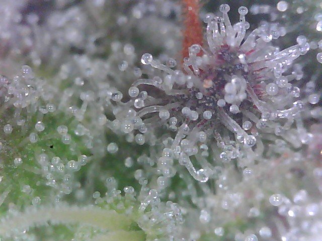 Macro420.jpg.dac1ae60db123bfb525dff80d5b0b2f5.jpg