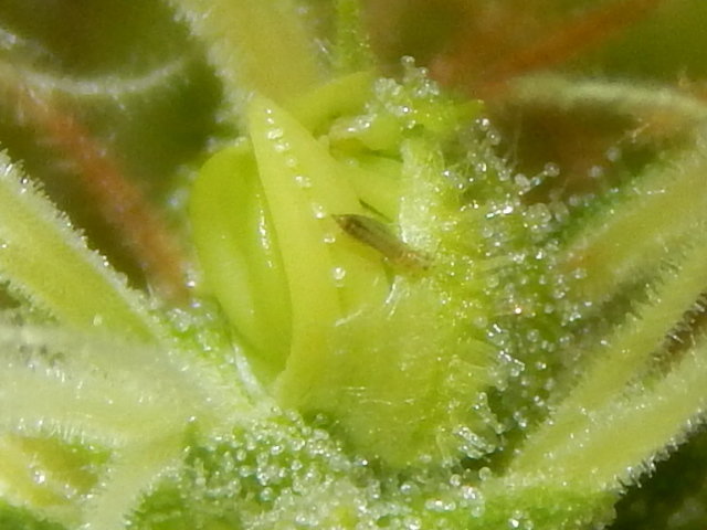 RSCN5574.JPG