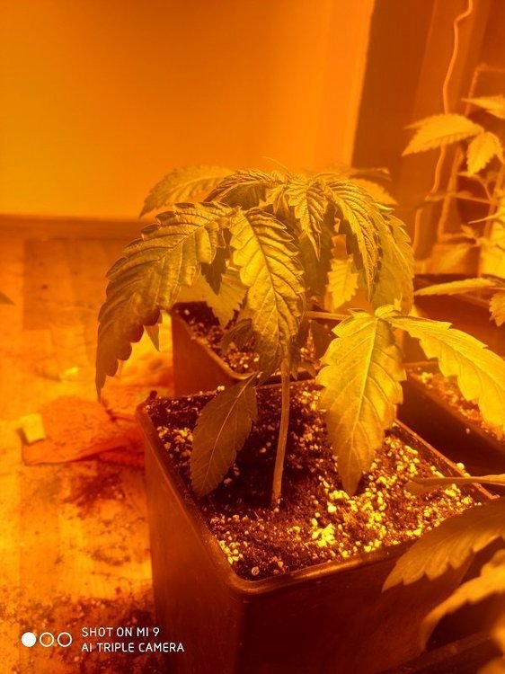 WEEDDDDDDDDD.jpg