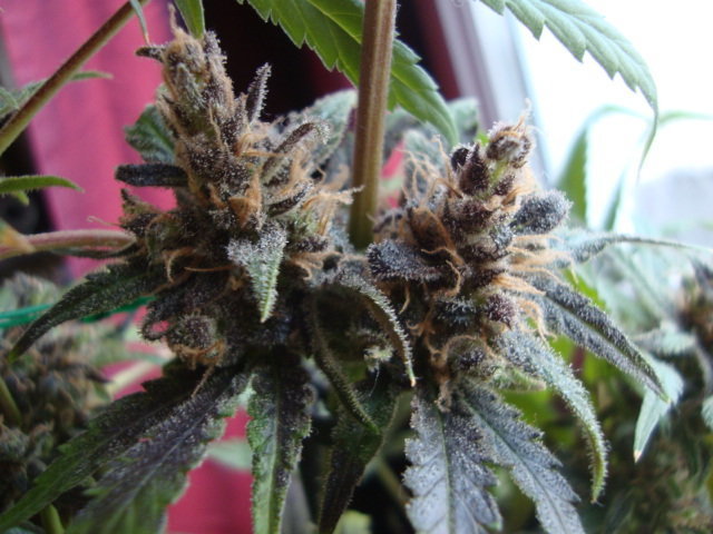 Negra44, Black bomb et Super-choco