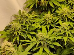 HolyGrailKush#1_20200104.jpg