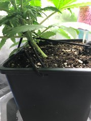 J+21 PiF (B) molo pour le plus petit !
