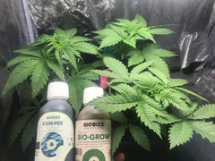 BIO-GROW stretch et FISH-MIX croissance