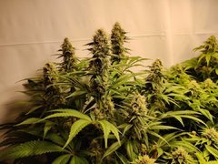 HolyGrailKush#2_20200104.jpg
