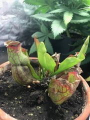 Sarracénie pourpre anti moucherons et moustiques