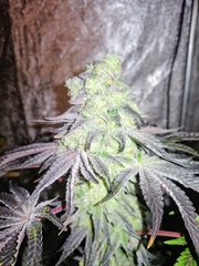IMG_20200117_001515~2.jpg
