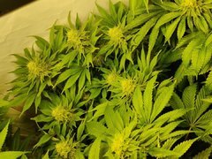 HolyGrailKush#3_20200104.jpg