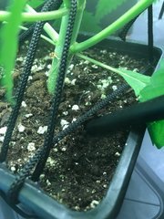 J+25 hygro au top !