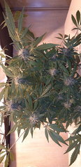 20200121_175311.jpg