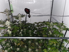 Box coco (key lime pie x dosidos et Karma OG)