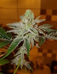 Key lime pie x Dosidos de Philo (12/12 +50)