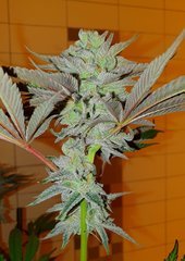 Key lime pie x Dosidos de Philo (12/12 +50)