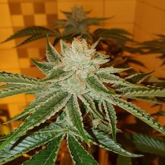 Karma OG (12/12 +50)