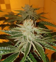 Karma OG (12/12 +50)