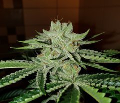 Karma OG (12/12 +50)