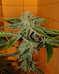 Karma OG (12/12 +50)
