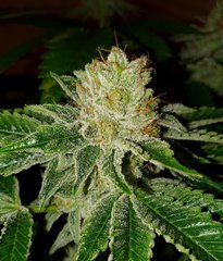 Karma OG (12/12 +50)