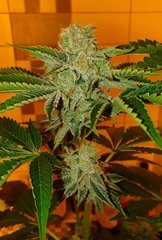 Karma OG (12/12 +50)