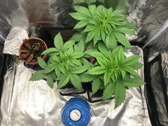 J+20 after shoc
