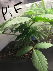 J+21 PiF (B) avent palisage 1