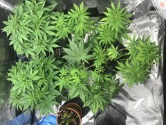 J+40 Pif Paf Pouf 10h après arrosage