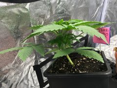 J+20 B PIF