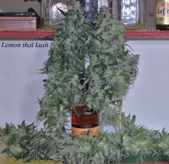 LemonThaïKush.JPG