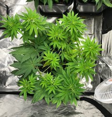 J+ 38 PouF ou est la douille de la CFL ??