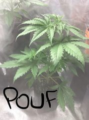 J+21 PouF (C) avent palisage 1
