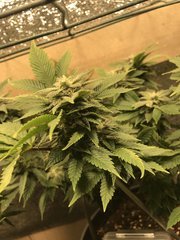 8CBE857D-1531-4FF0-A9CE-EAC7B370BDBF.jpeg