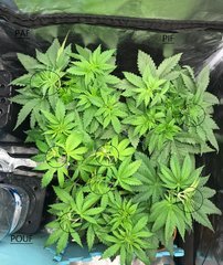 J+26 pincage au aurores apex + grosses secondaires