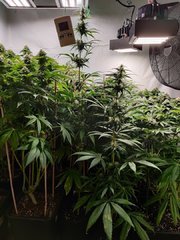 BlueDreams_2020010430.jpg