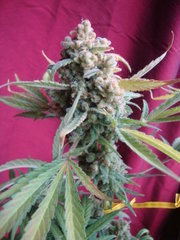 Black bomb