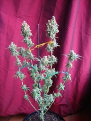 Black bomb