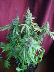 negra44