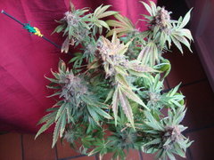 negra44
