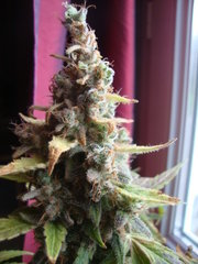 negra44