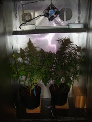 negra44 et super choco