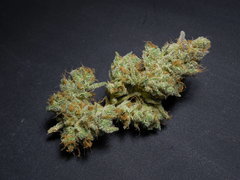 Strawberry banana x Key lime pie Phéno#2 - Purple city genetics