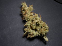Strawberry banana x Key lime pie Phéno#1 - Purple city genetics