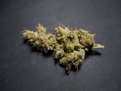 Strawberry banana x Key lime pie Phéno#1 - Purple city genetics