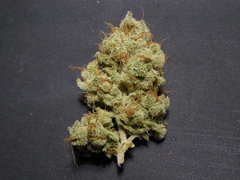 Strawberry banana x Key lime pie Phéno#1 - Purple city genetics