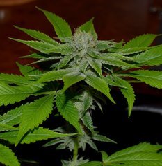 Karma OG