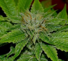 Karma OG