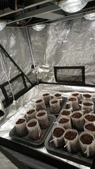 Racinage des 20 seeds ?